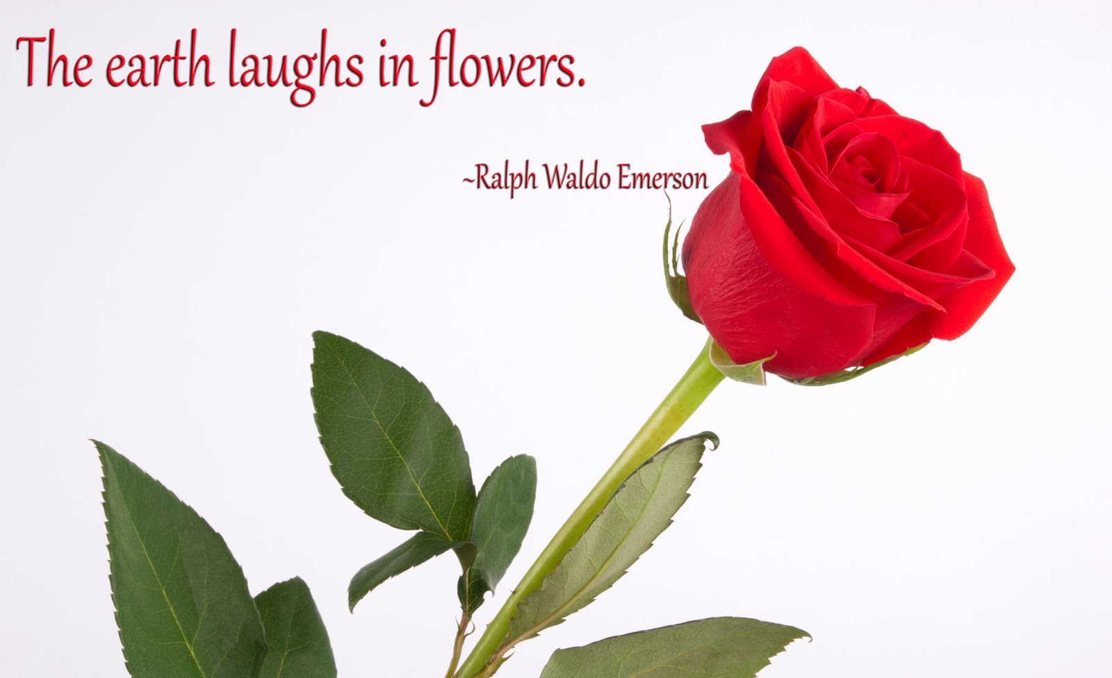 flower_quotes