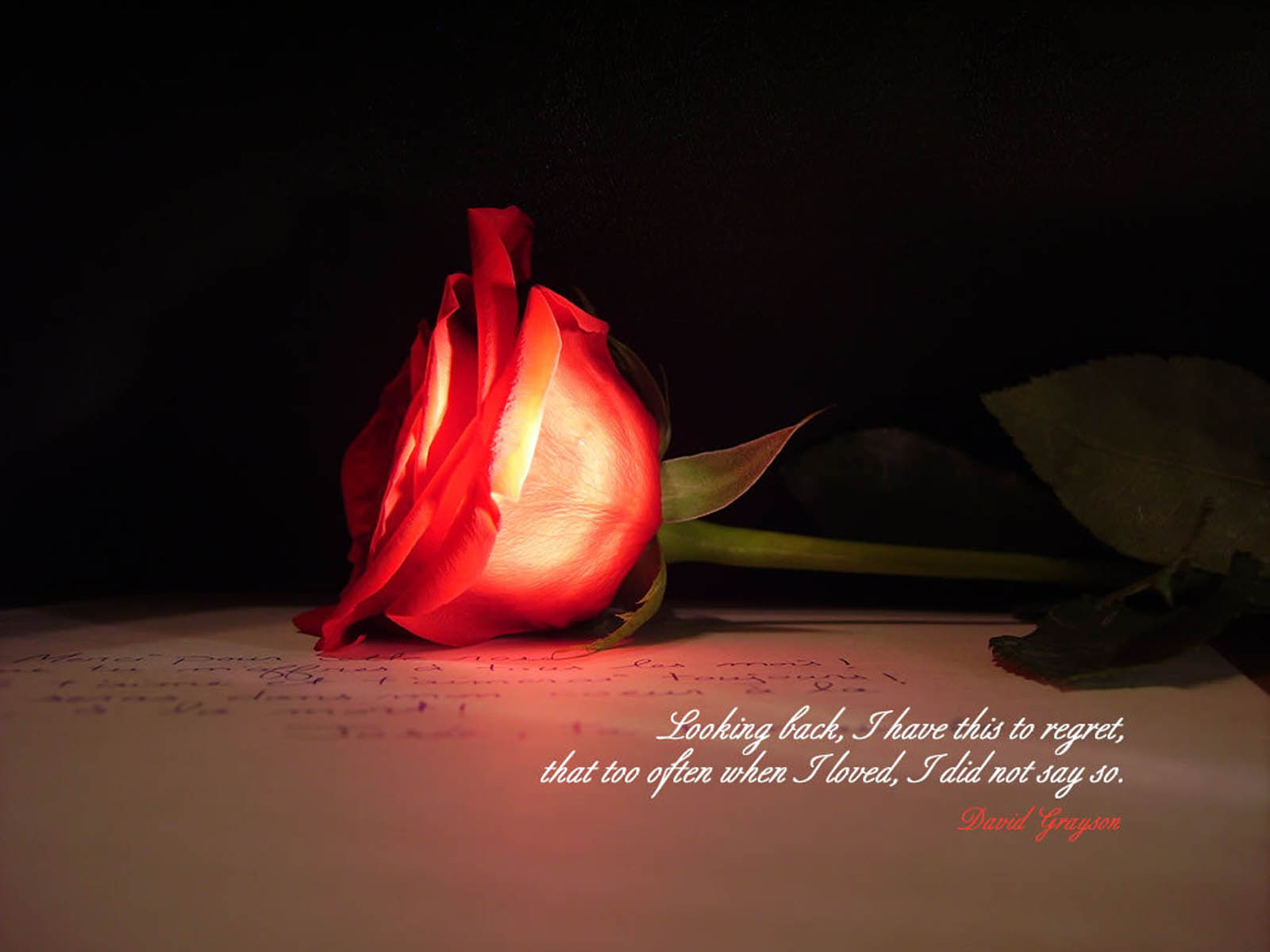 34 AMAZING RED ROSE LOVE QUOTES.... - Godfather Style