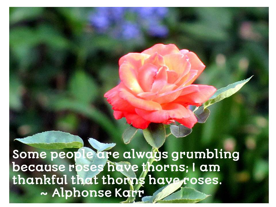 some-people-are-always-grumbling-because-roses-have.