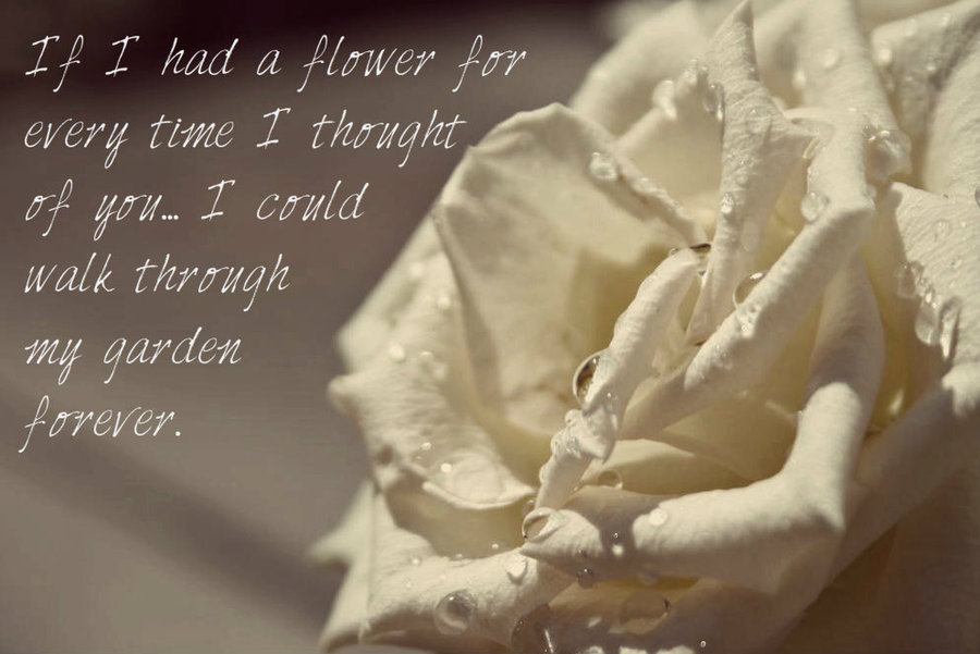 the_white_rose_love_quote_