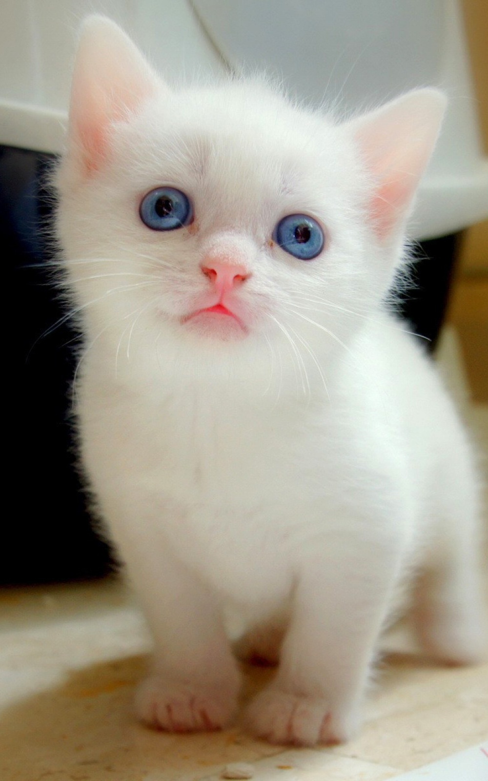 Big-Blue-Eyes-White-Kitten-iPhone-6-Plus-HD-Wallpaper.