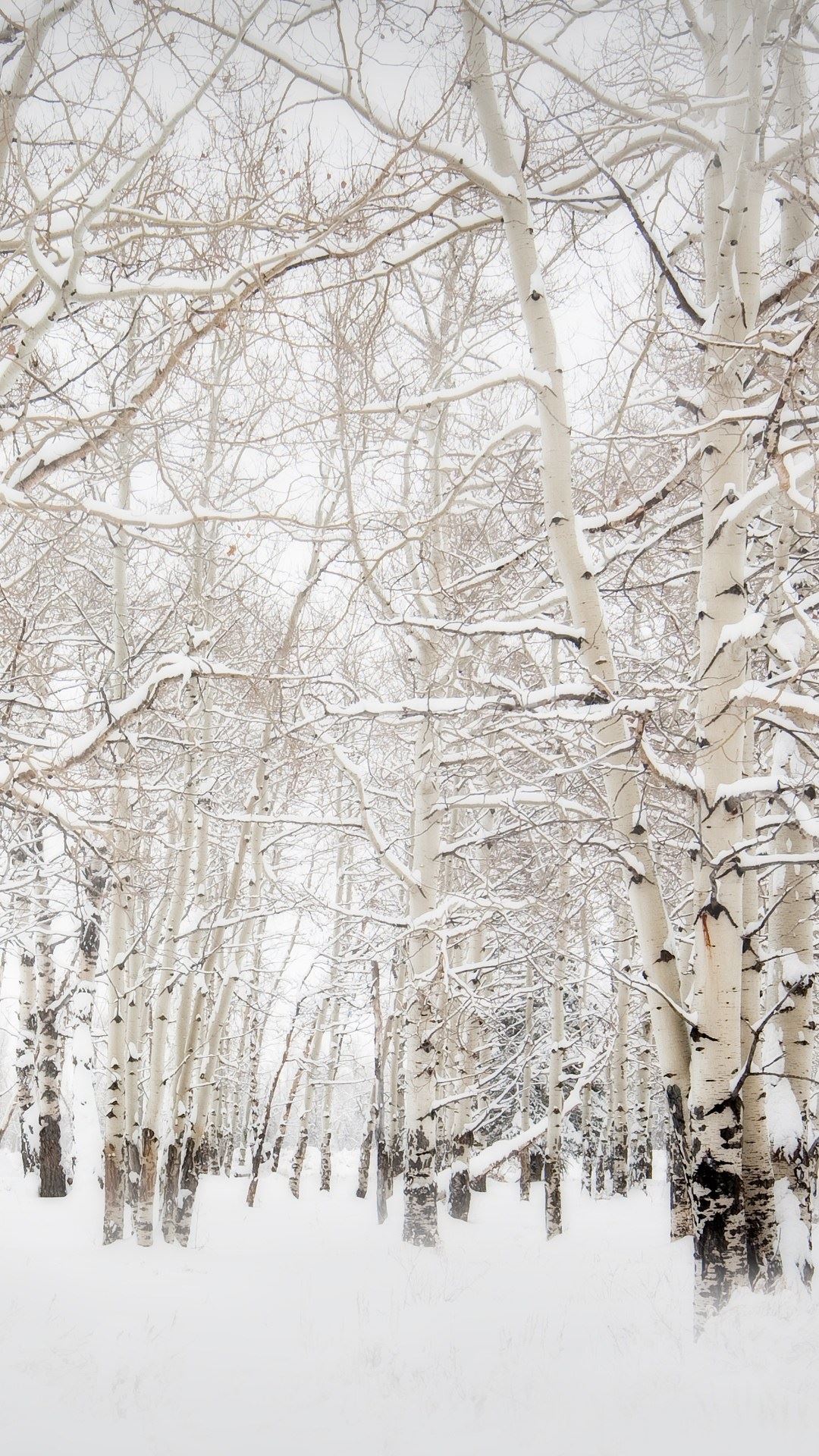 Birch-Trees-Winter-Landscape-iPhone-6-Plus-HD-Wallpaper.