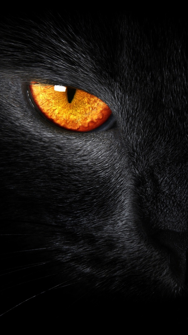 Black-Cat-Evil-Eye-iPhone-5-Wallpaper