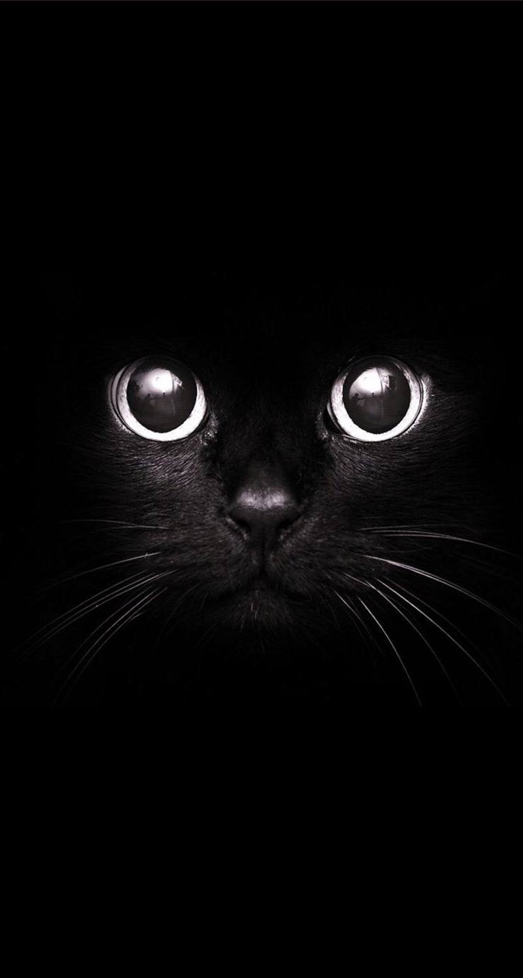 Black-Cat-Staring-Eyes-.