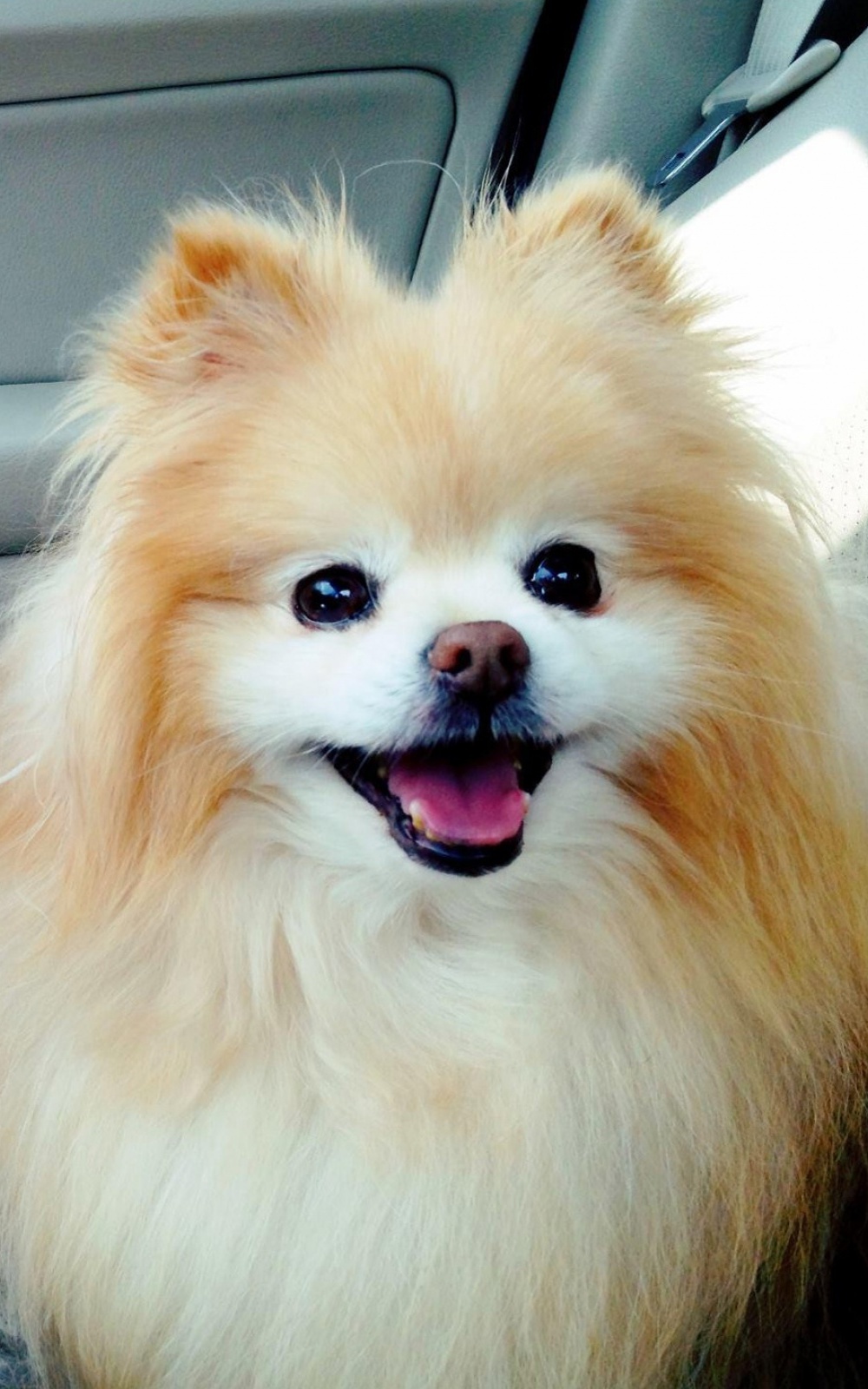 Cute-Boo-Pomeranian-iPhone-6-Plus