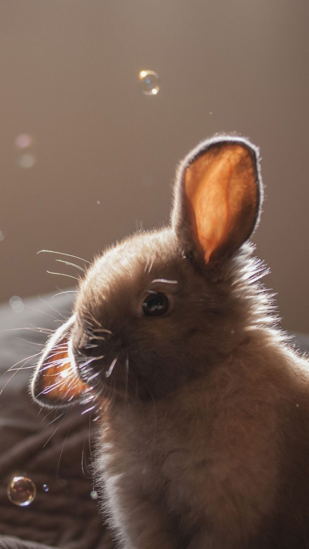 Cute-Bunny-Soap-Bubbles-iPhone-6-wallpaper.