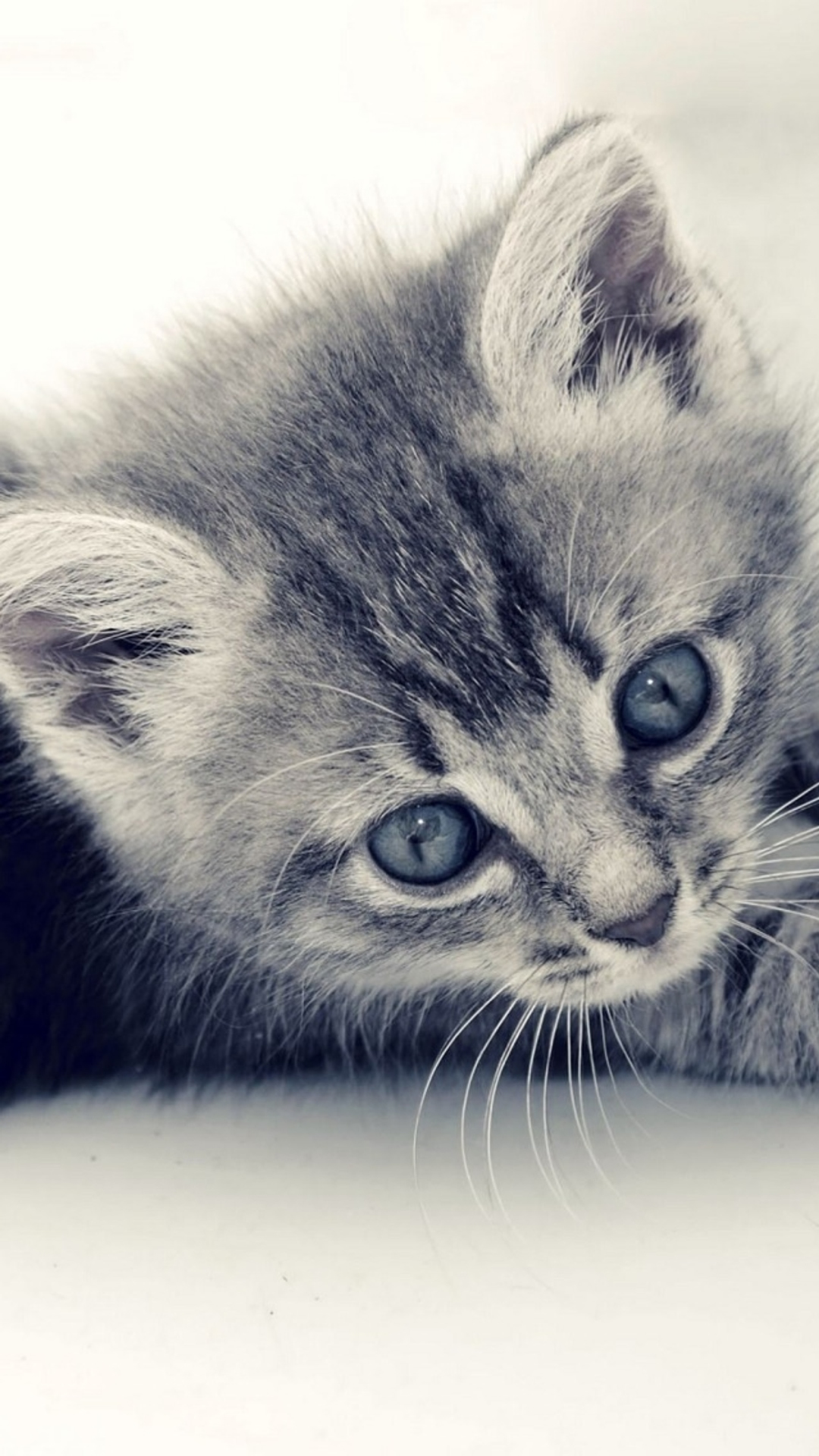 Cute-Cat-Kitten-Macro-Gray-Background-iPhone-6-wallpaper.