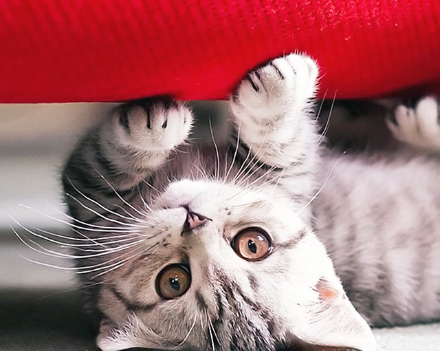 Cute-Kitten-Upside-Down-iPhone-5-Wallpaper-