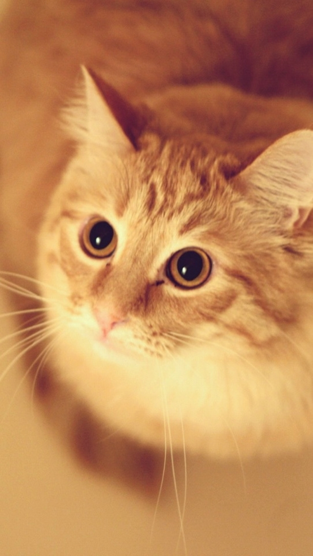 Cute-Pet-Kitten-Cat-Animal-Blur-iPhone-6-wallpaper.