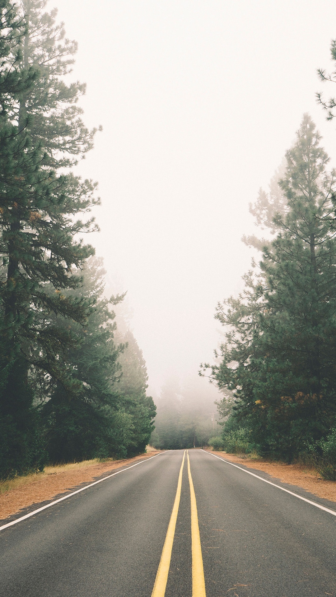 Foggy-Autumn-Pine-Road-iPhone-6-Plus-HD-Wallpaper