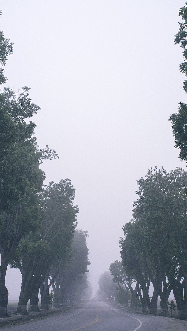 Foggy-Road-Tall-Trees-iPhone-5-Wallpaper