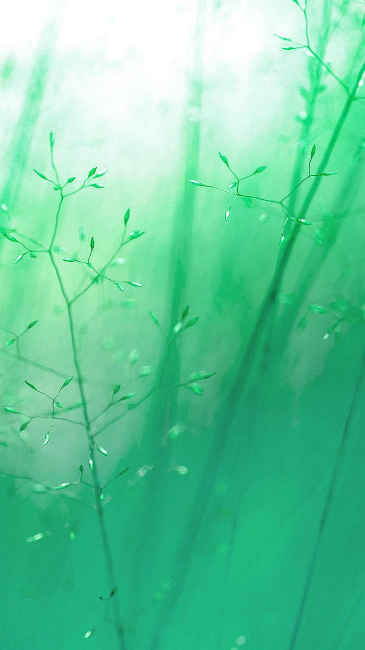 Green-Blue-Reeds-Soft-Light-iPhone-6-Wallpaper