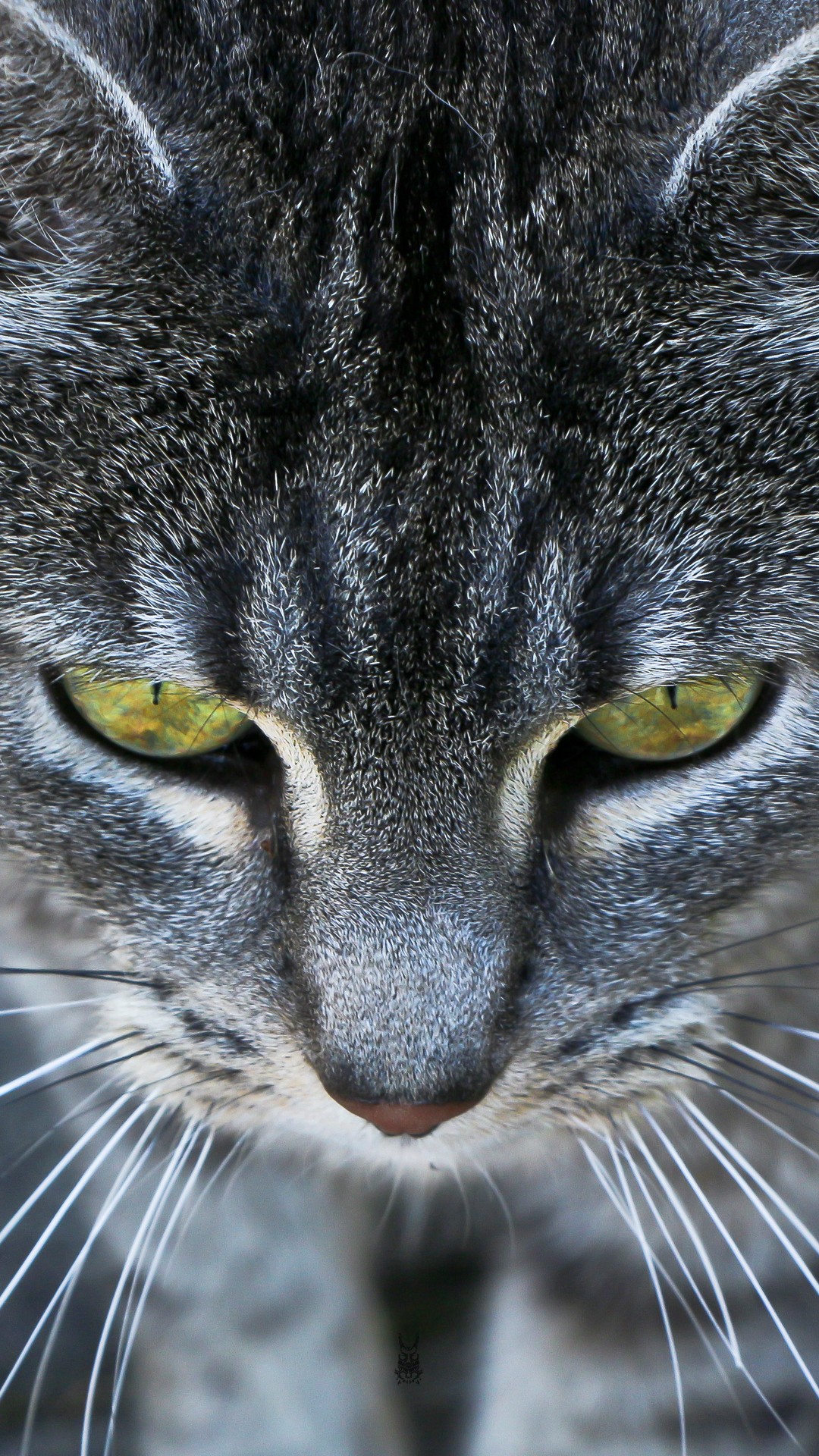 Grey-Cat-Ember-Eyes-iPhone-6-Plus-HD-Wallpaper.