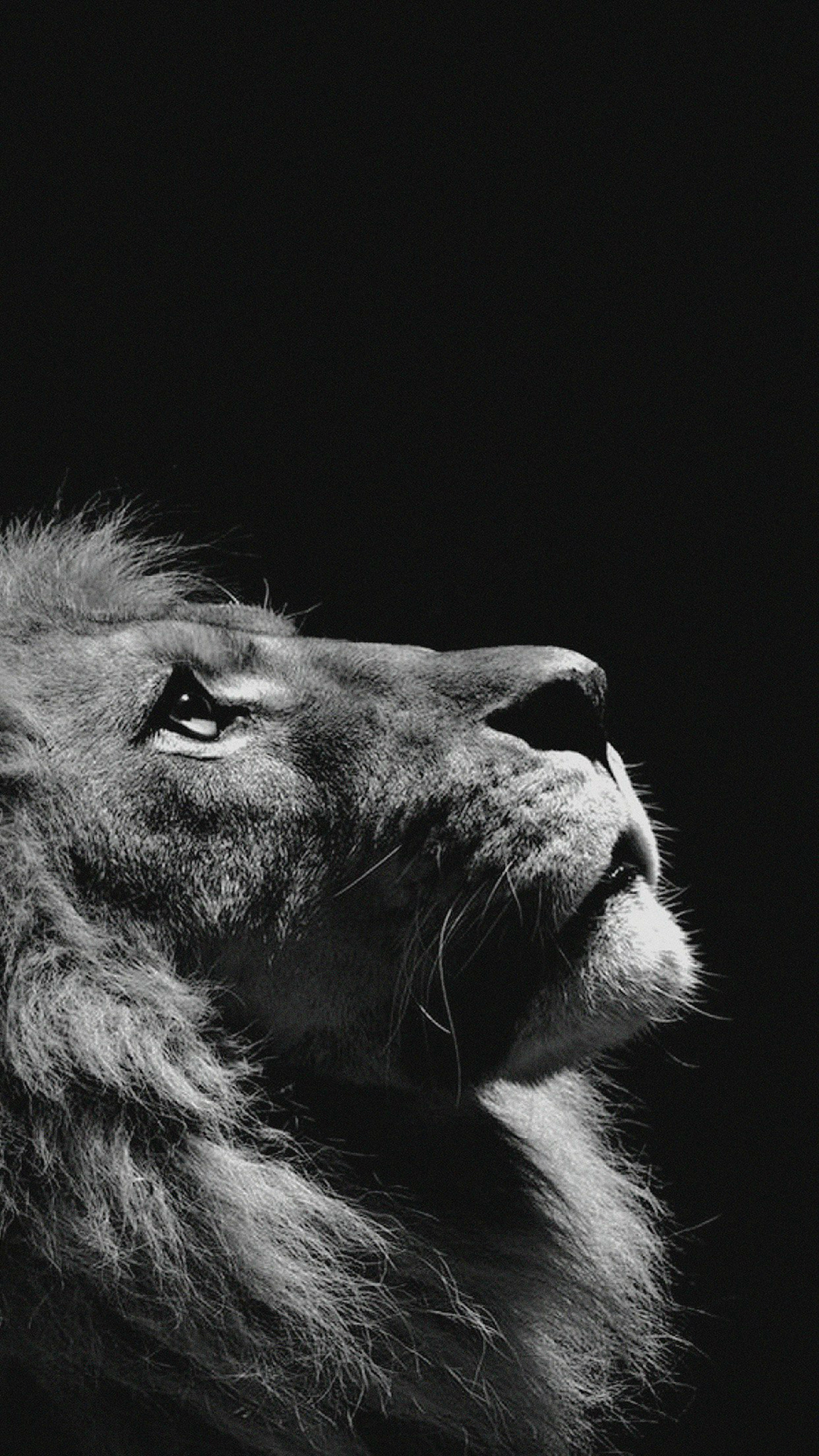 Lion-Looking-Sky-Animal-Nature-Dark-Photo-iPhone-6-wallpaper.