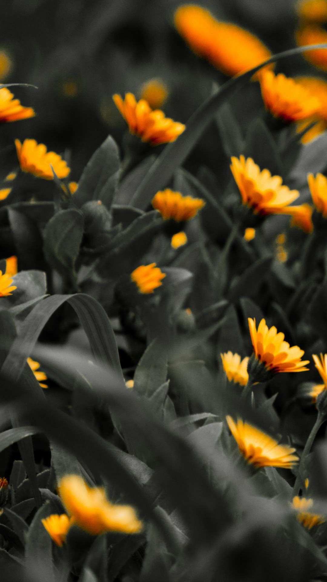 Orange-Flowers-Black-White-Photo-iPhone-6-Plus-HD-Wallpaper.