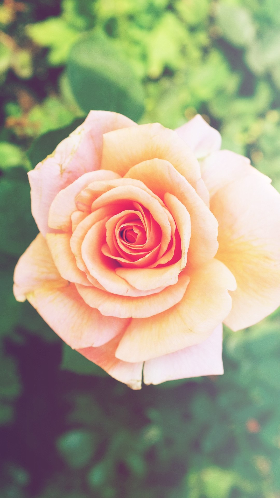 Pink-Rose-Flower-iPhone-6-Plus-HD-Wallpaper.