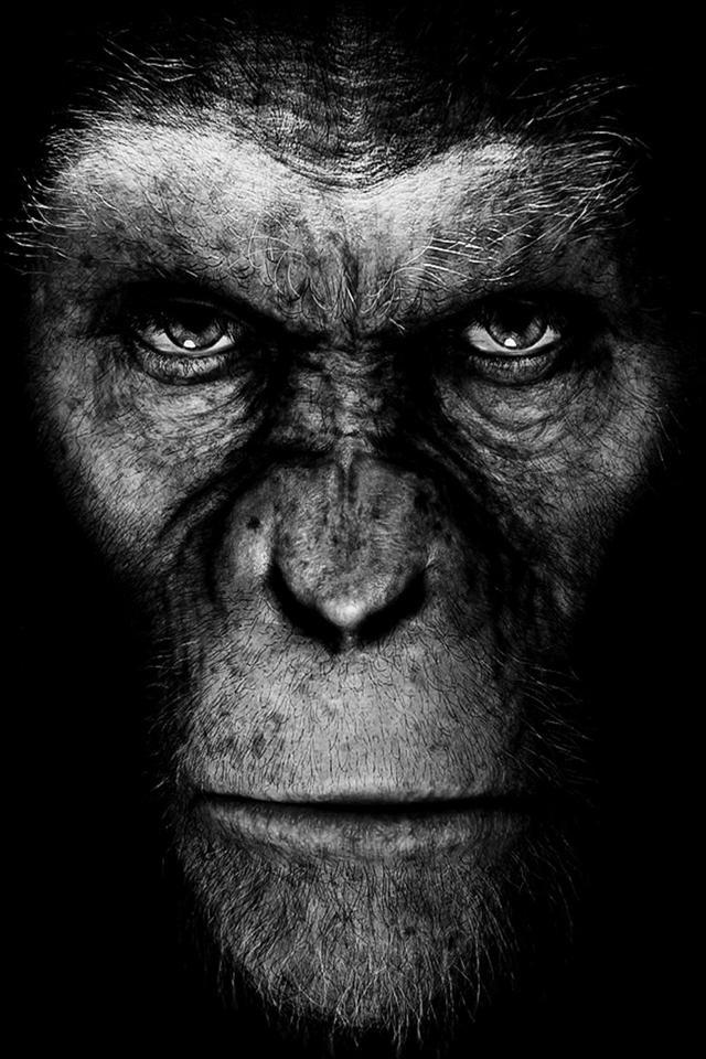 Rise-Of-The-Planet-Of-The-Apes-iPhone-Wallpaper.