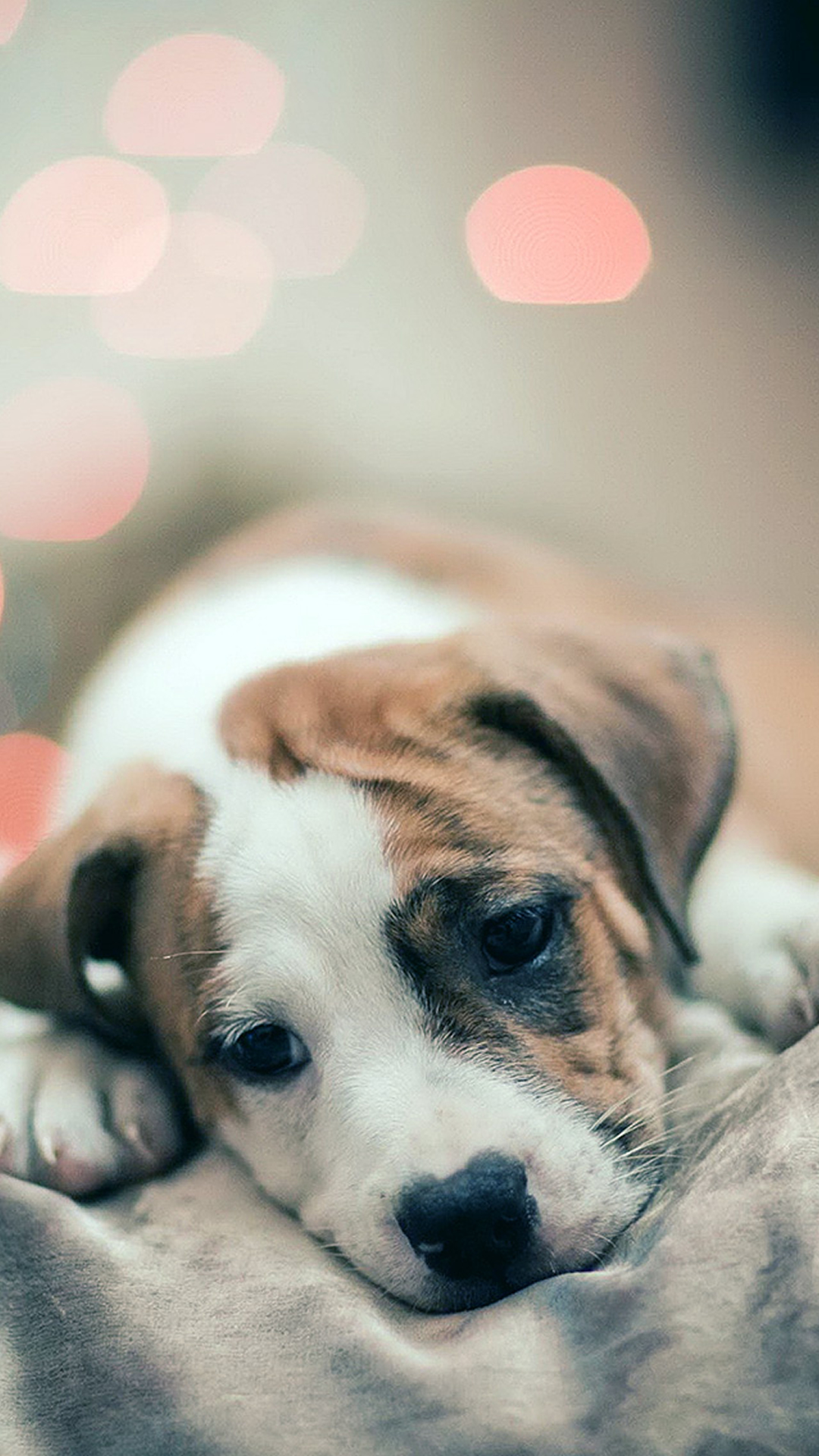 Sad-Puppy-Dog-Bokeh-Background-iPhone-6-wallpaper.