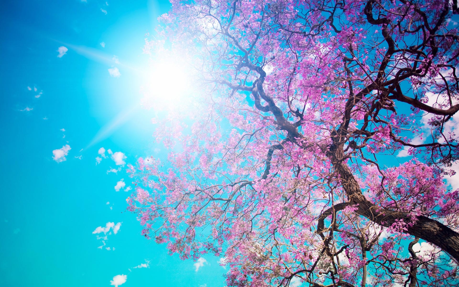 Spring-Blossom-Desktop-Backgrounds.