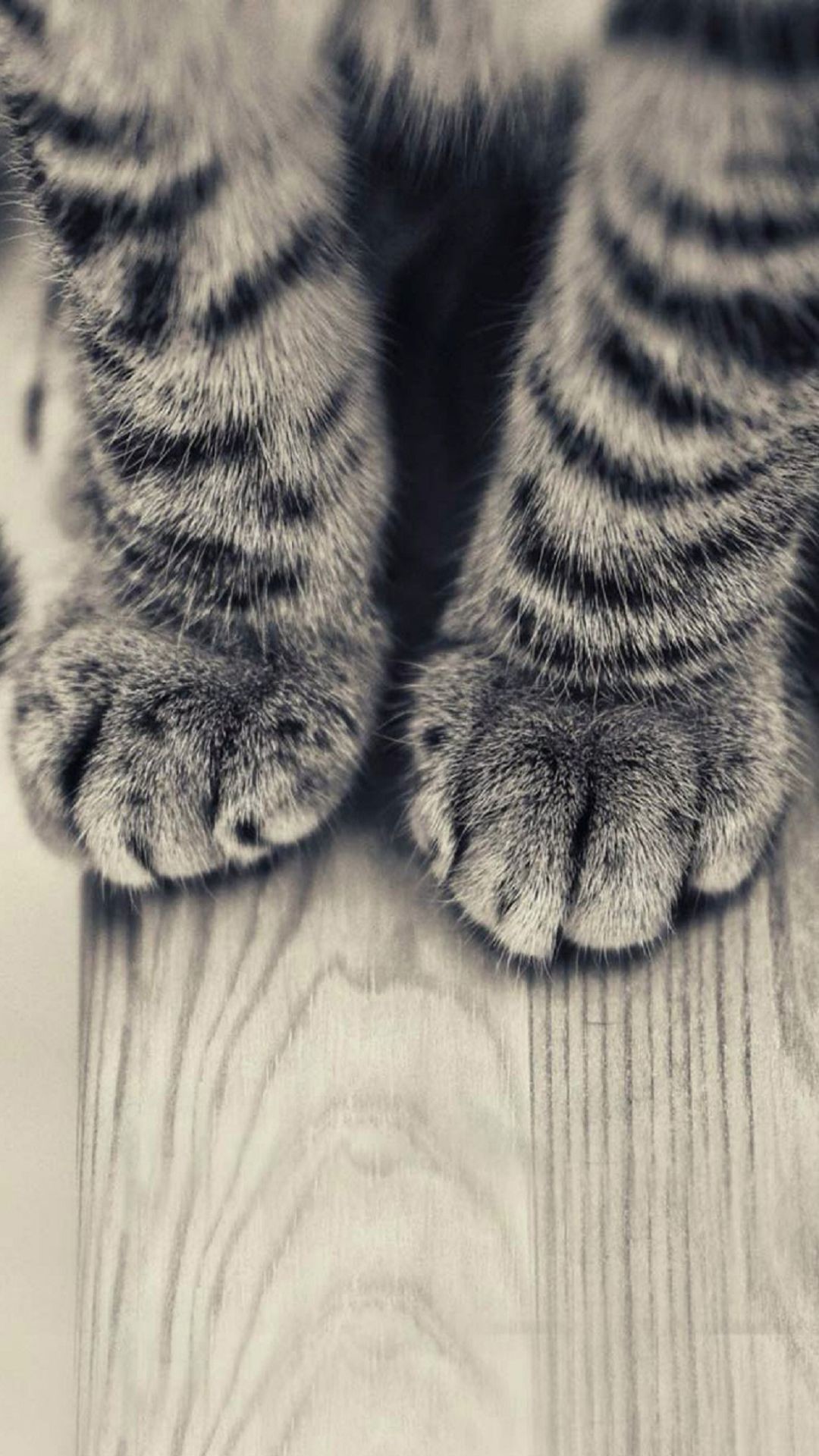 Striped-Kitten-Legs-Wooden-Floor-iPhone-6-Plus-HD-Wallpaper.