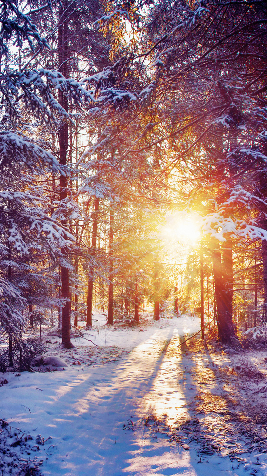 Winter-Sunset-Shining-Through-Forest-Trees-iPhone-6-Plus-HD-Wallpaper.
