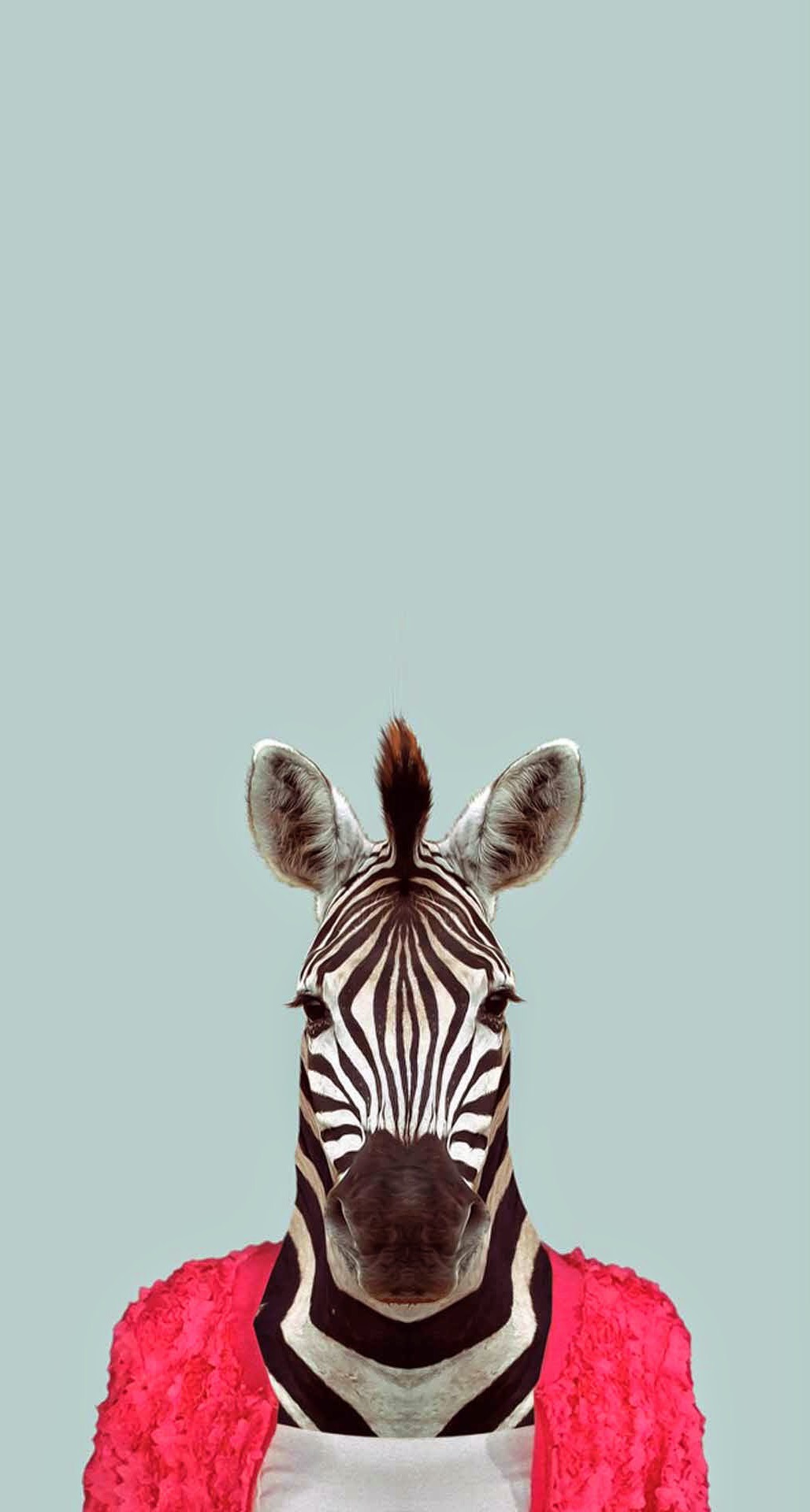 Zebra-Funny-Animal-Portrait-iPhone-6-Plus-HD-Wallpaper.