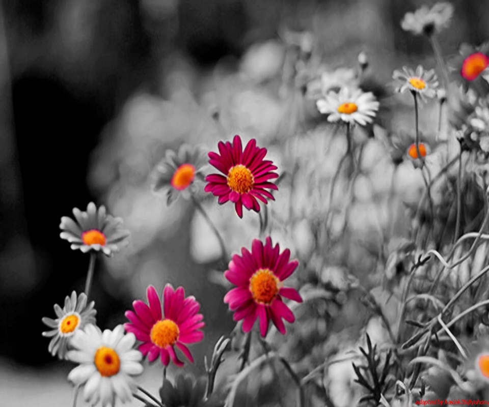 40 BEAUTIFUL FLOWER WALLPAPERS FREE TO DOWNLOAD ...