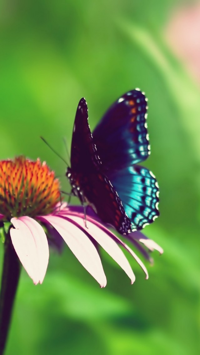 Butterfly-I-wallpapers.