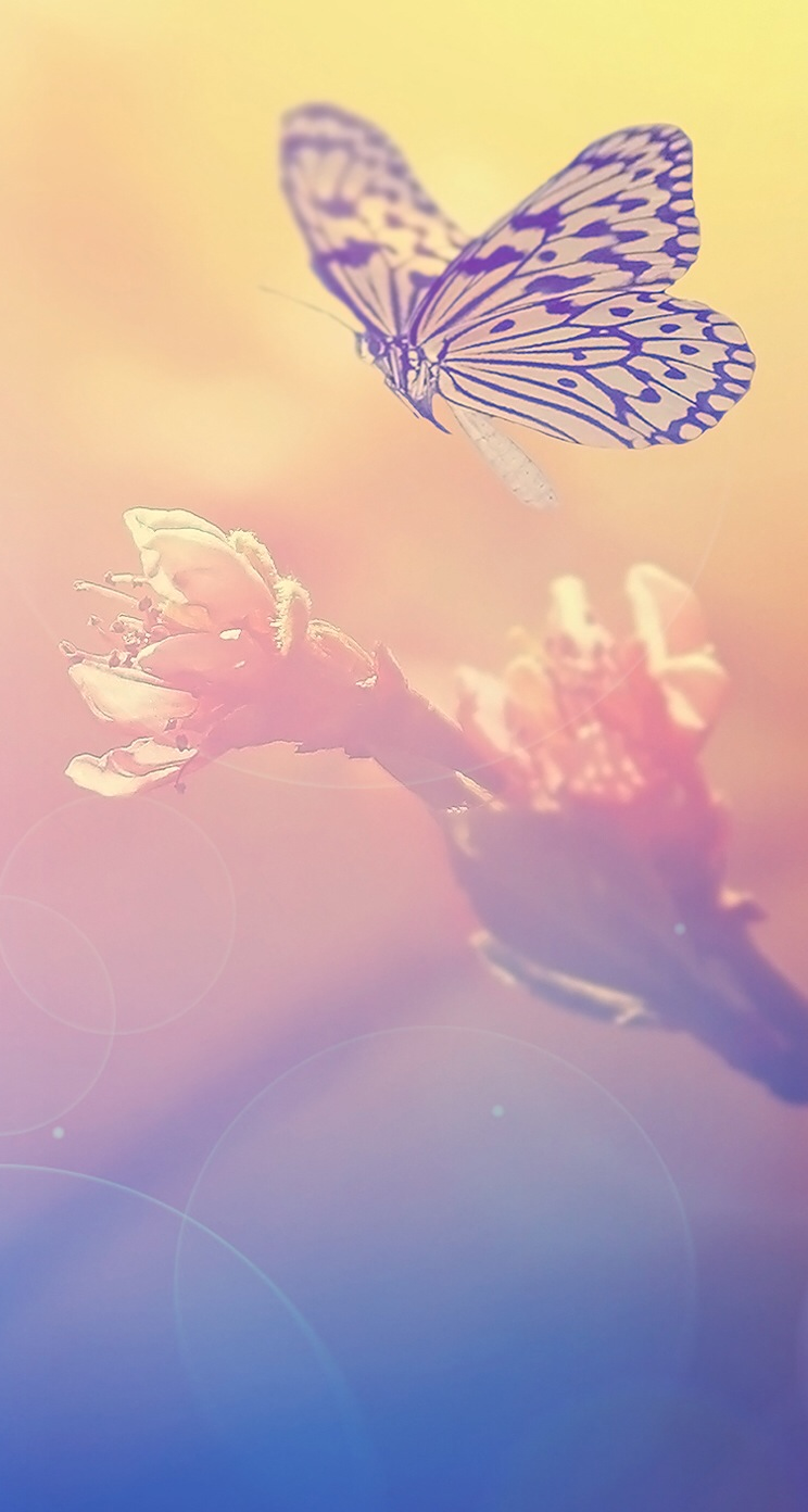 Fairy-Blur-Flower-Butterfly-iphone-5s-wallpaper.