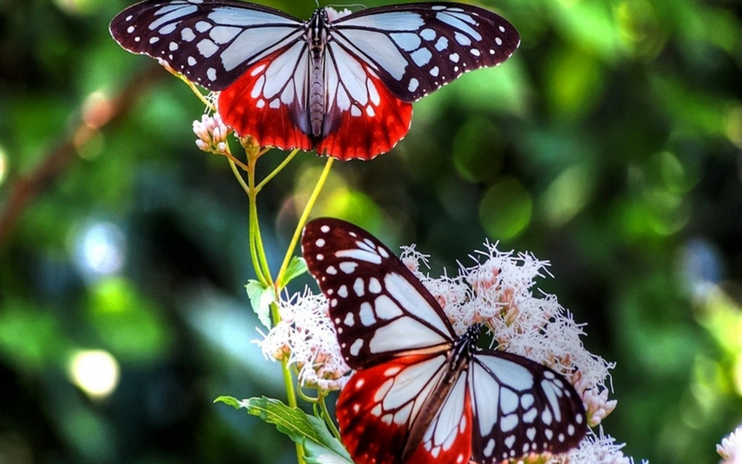 Red-Butterfly-HD-Images-Wallpapers