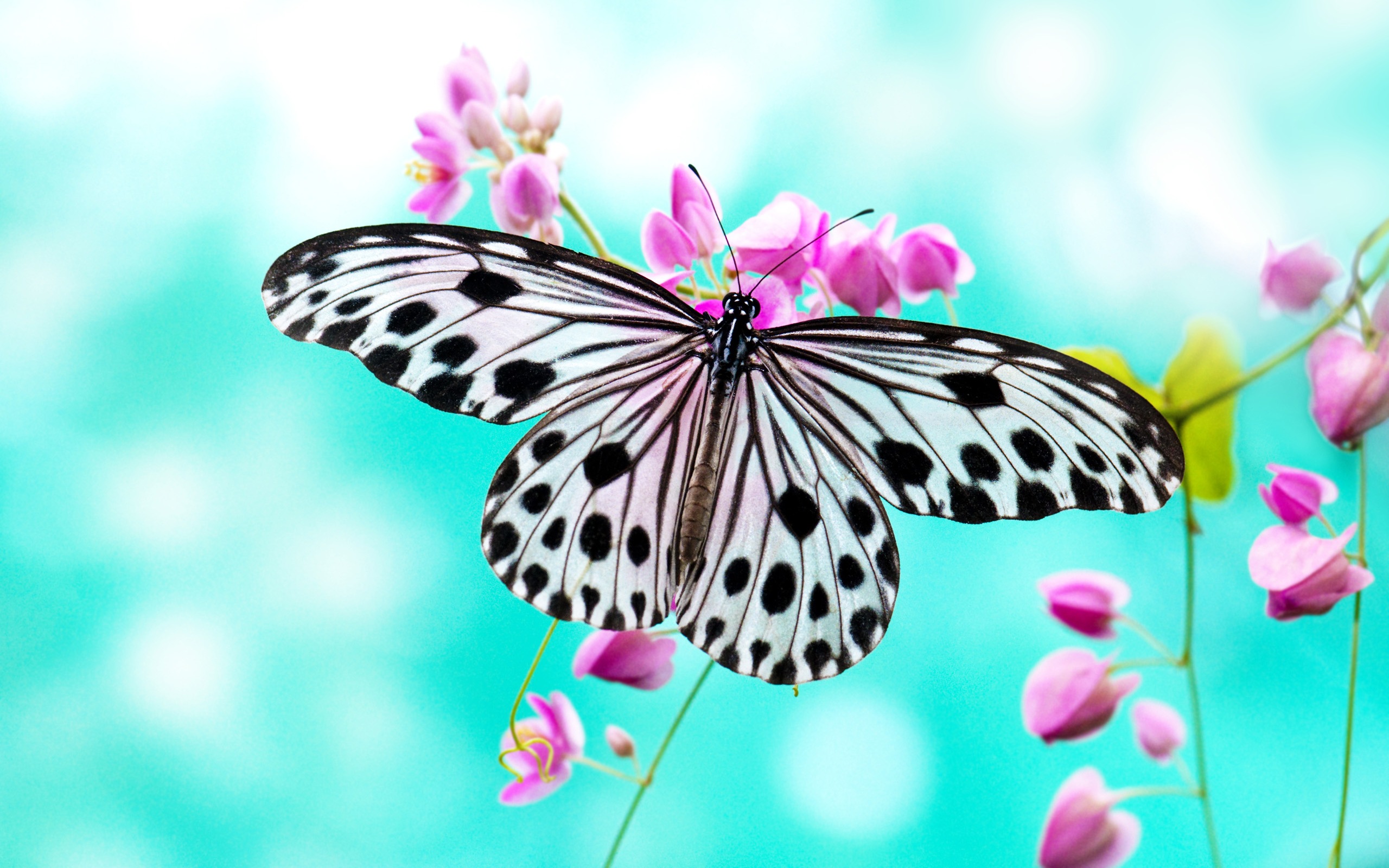 flower-butterfly-wallpaper-pixelstalk-net