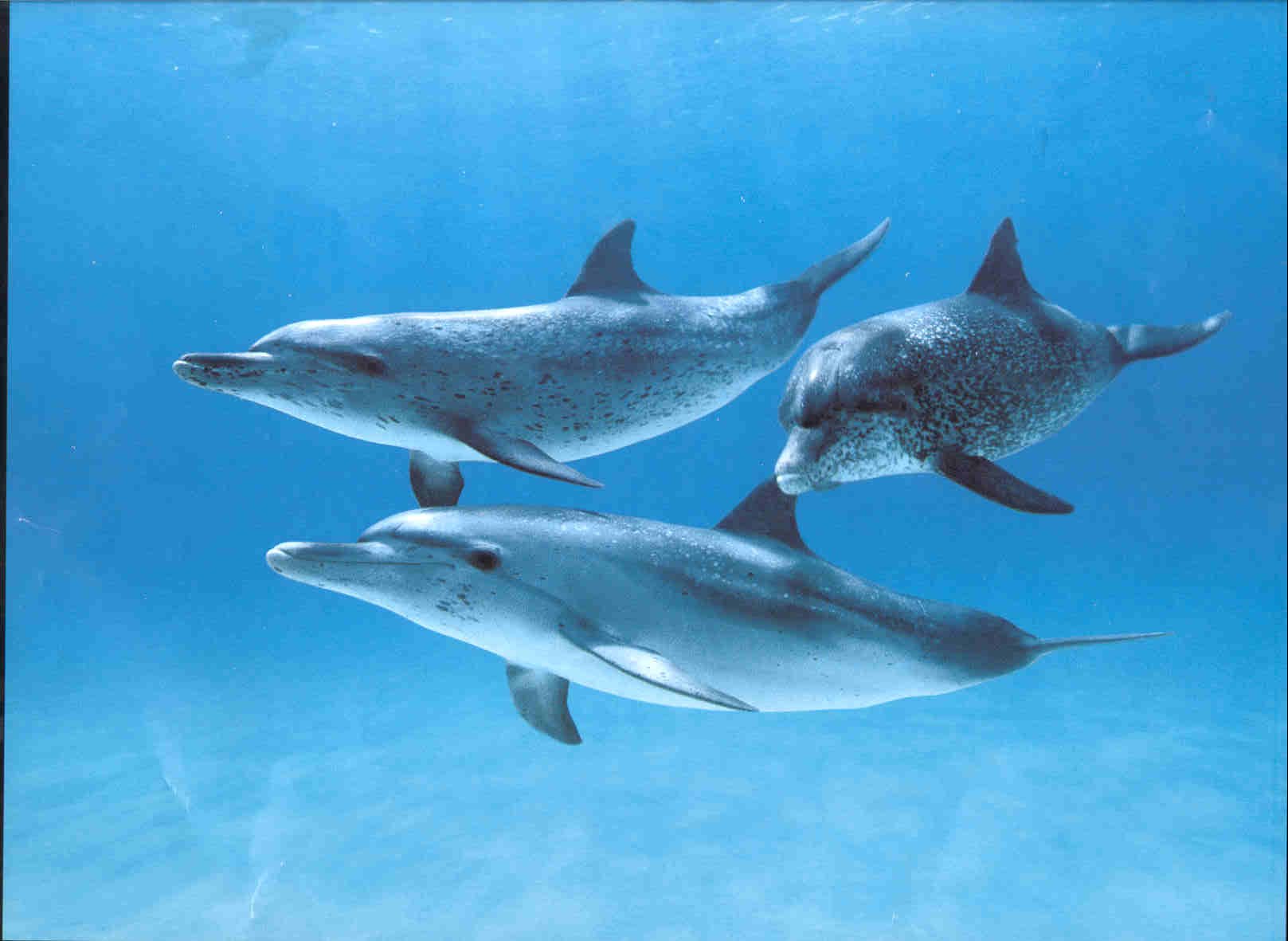 dolphin-screensavers-10