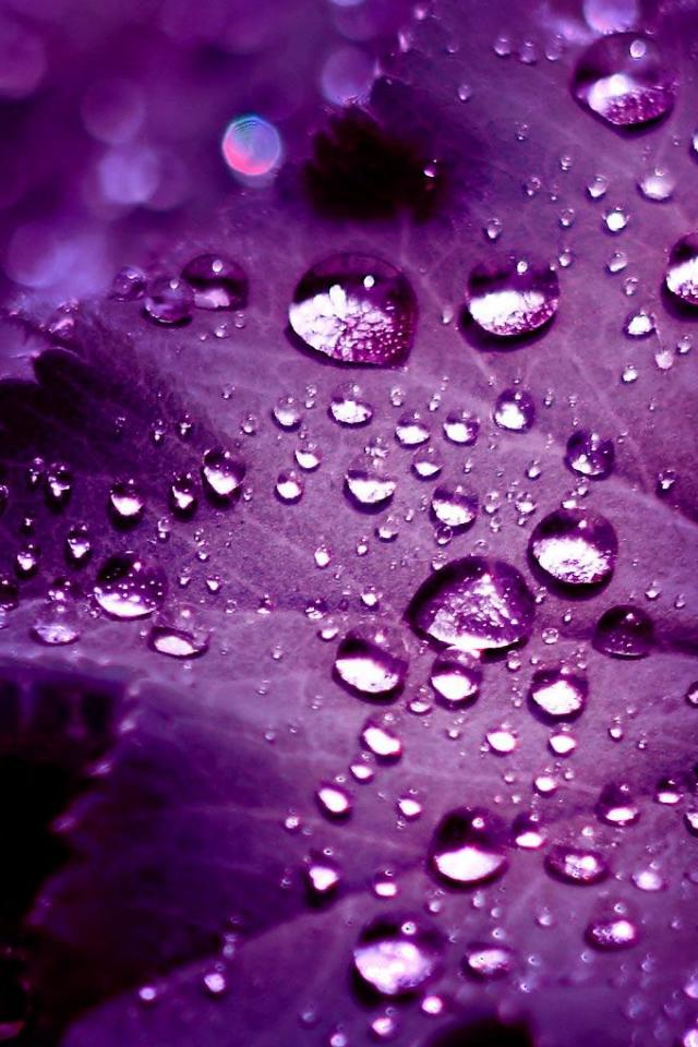 purple color drop iphone.