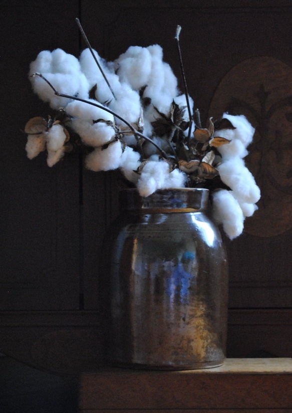 natural cotton plant