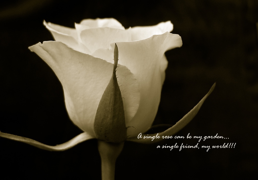friendship-quote-rose-pictures-flower-