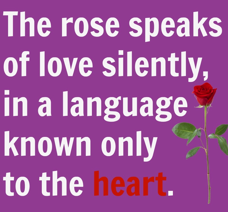 love-rose-quote.0