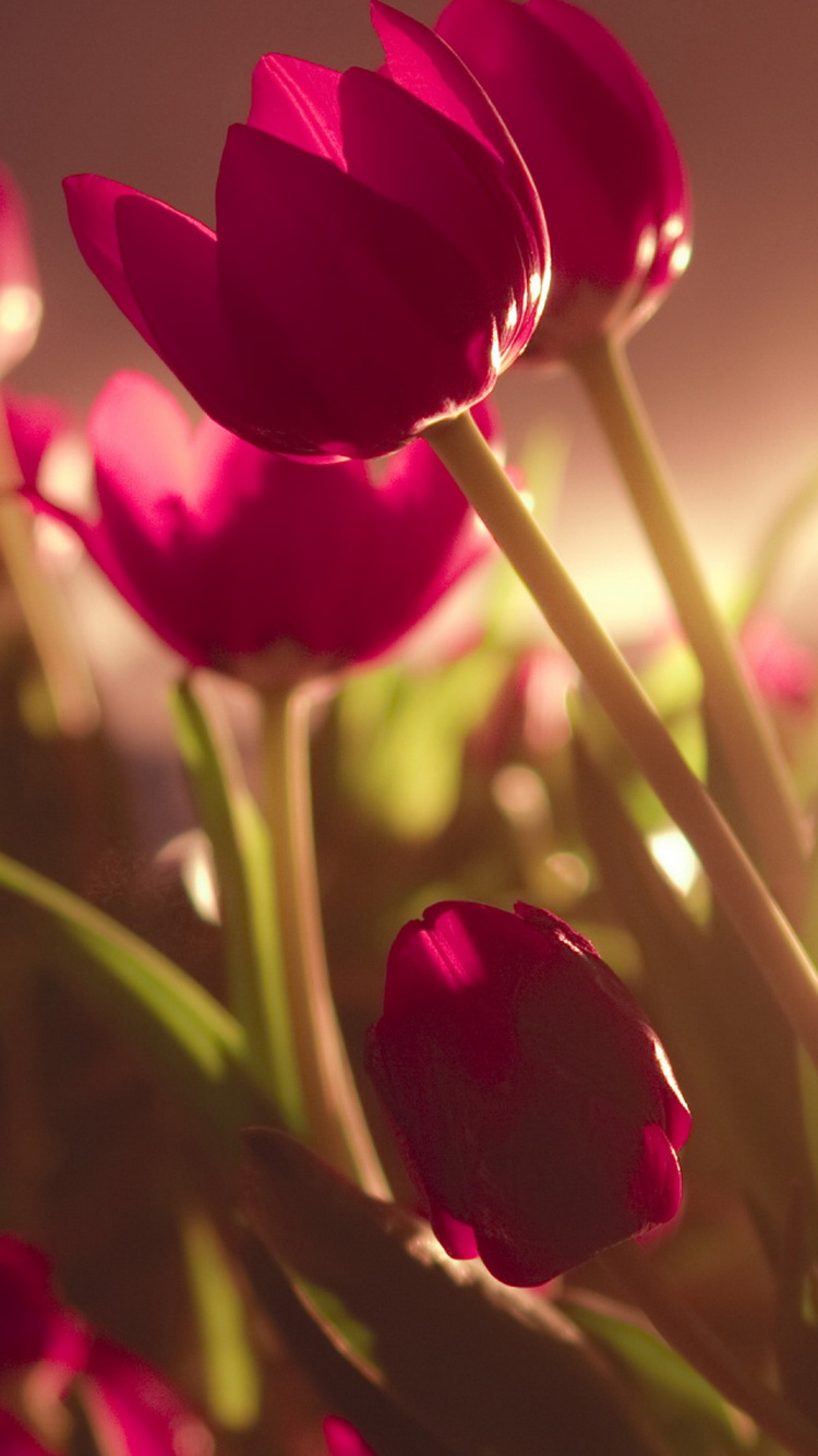 Beautiful-Tulips-Soft-Light-iPhone-6-Wallpaper.