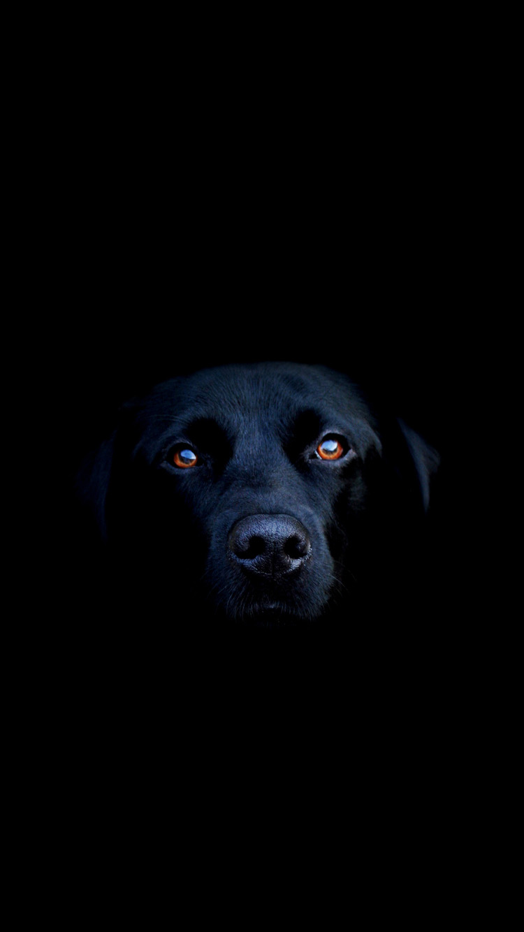 Black-dog-iPhone-6-Wallpapers.
