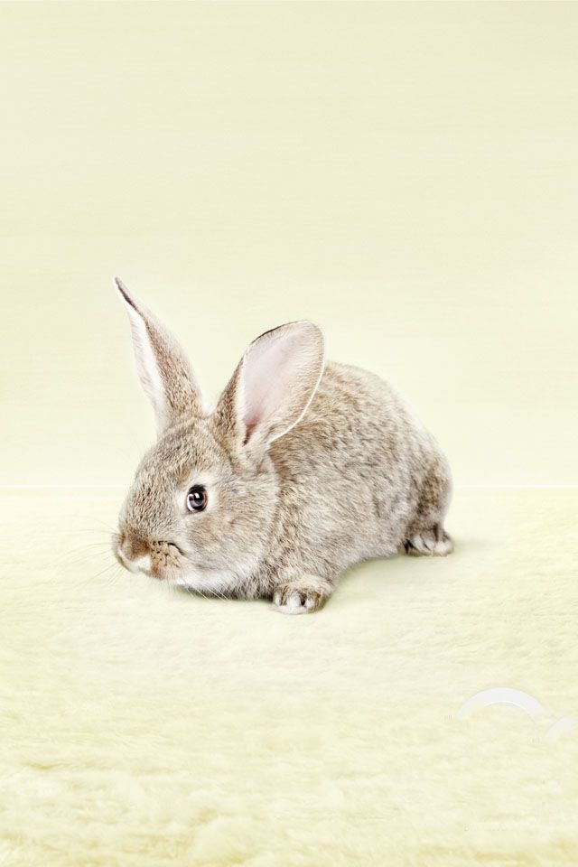 Bunny-Rabbit-Easter-iPhone-Wallpaper.