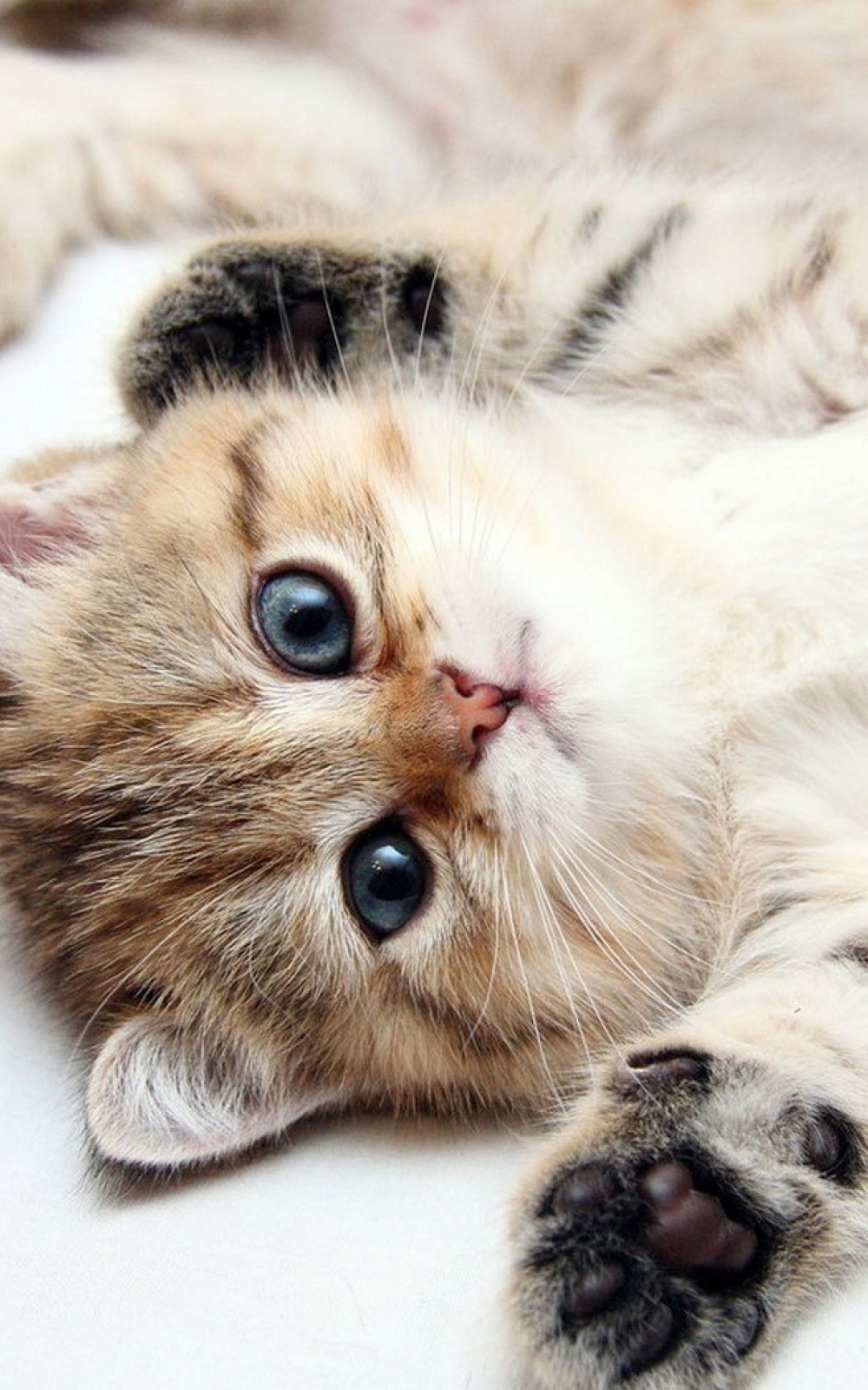Cute-Kitten-Blue-Eyes-iPhone-6-Plus-HD-Wallpaper.