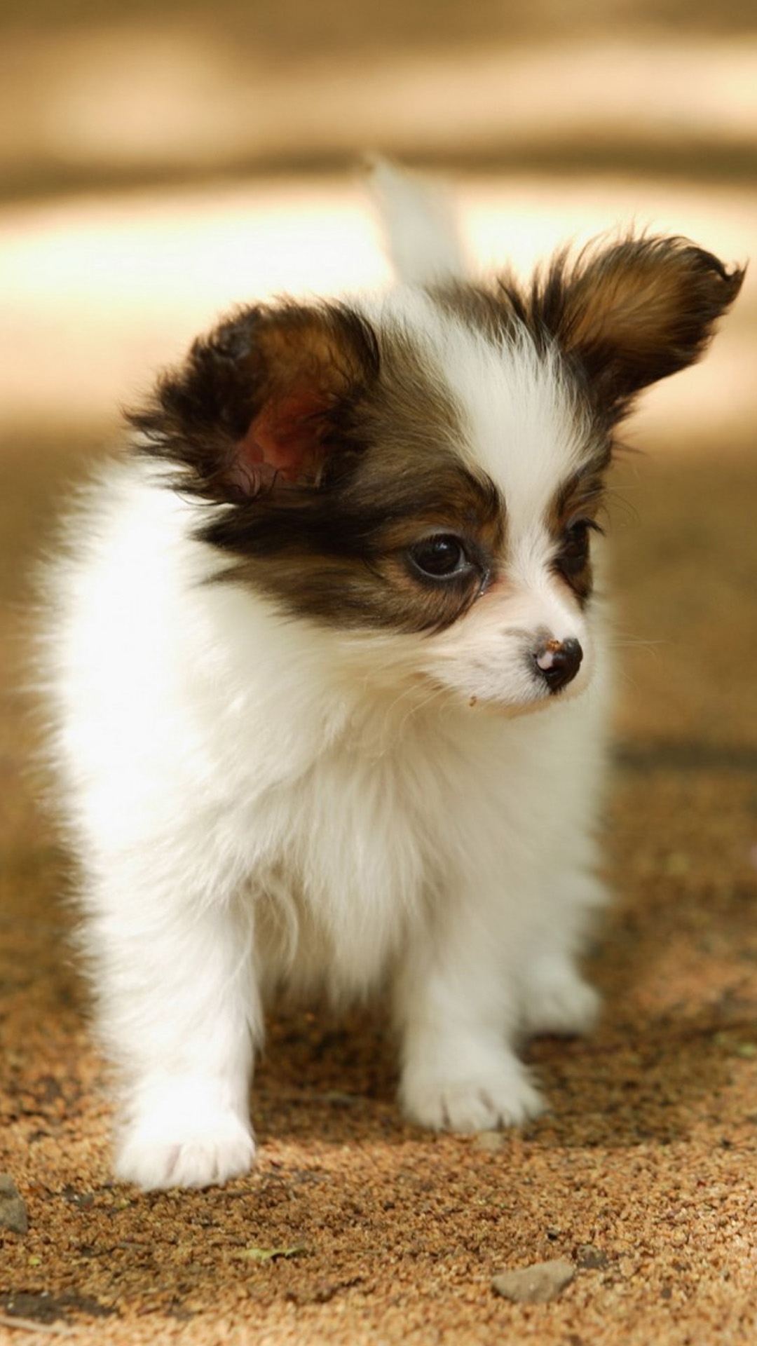 Cute-Lovely-Puppy-Walking-Dog-Animal-iPhone-6-wallpaper.