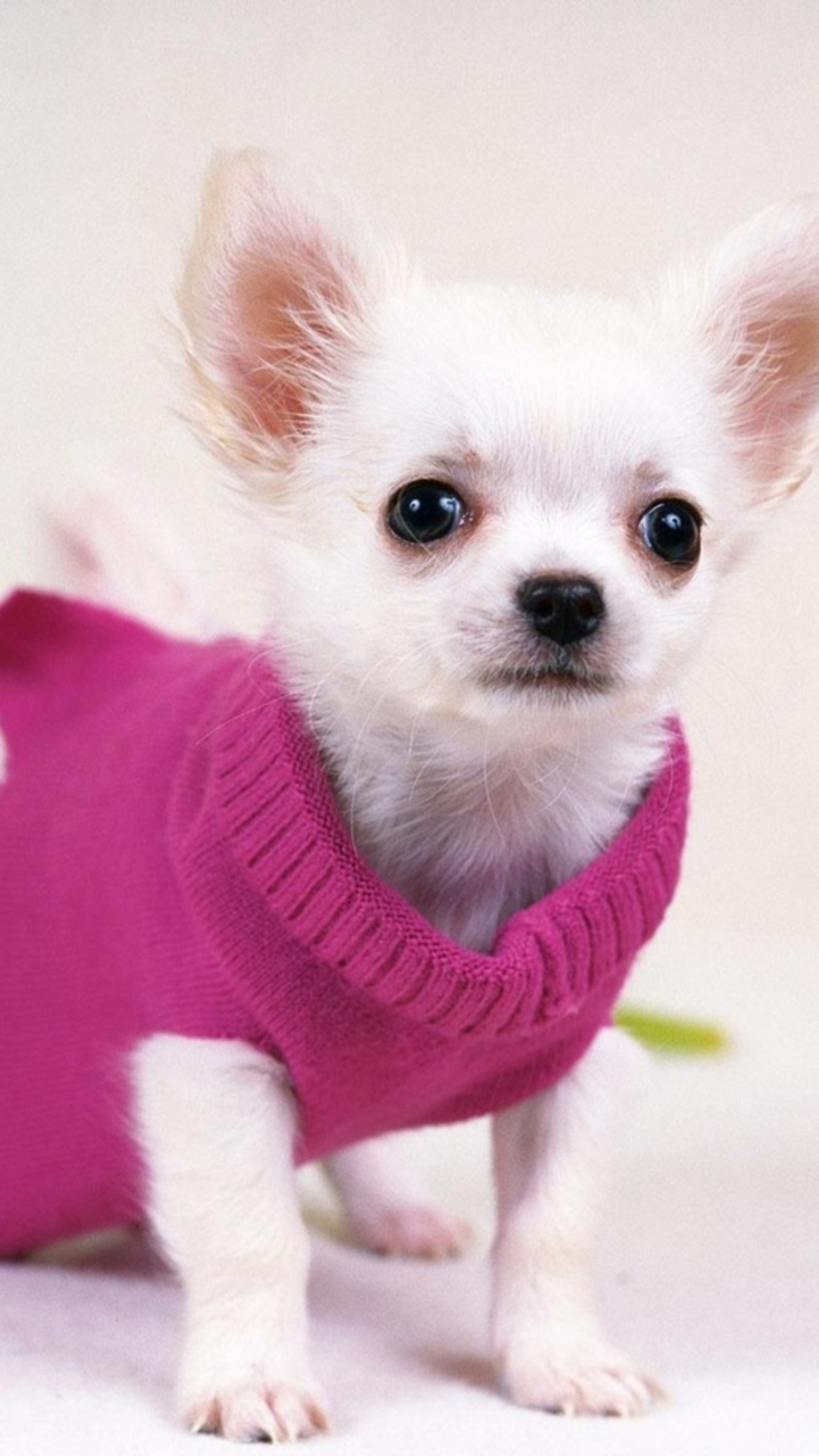 Cute-Pretty-Dog-In-Red-Sweater-iPhone-6-wallpaper.