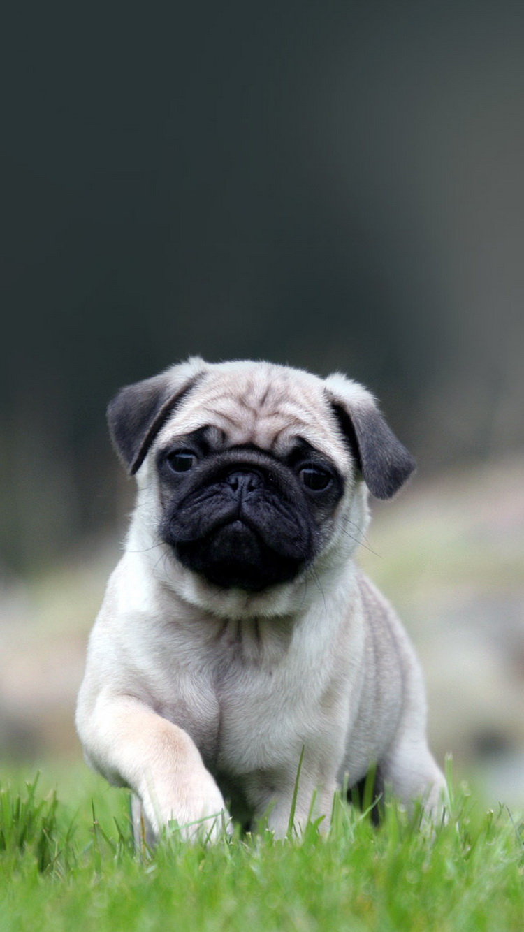Cute-Pug-Dog-In-Grass-iPhone-6-Wallpaper