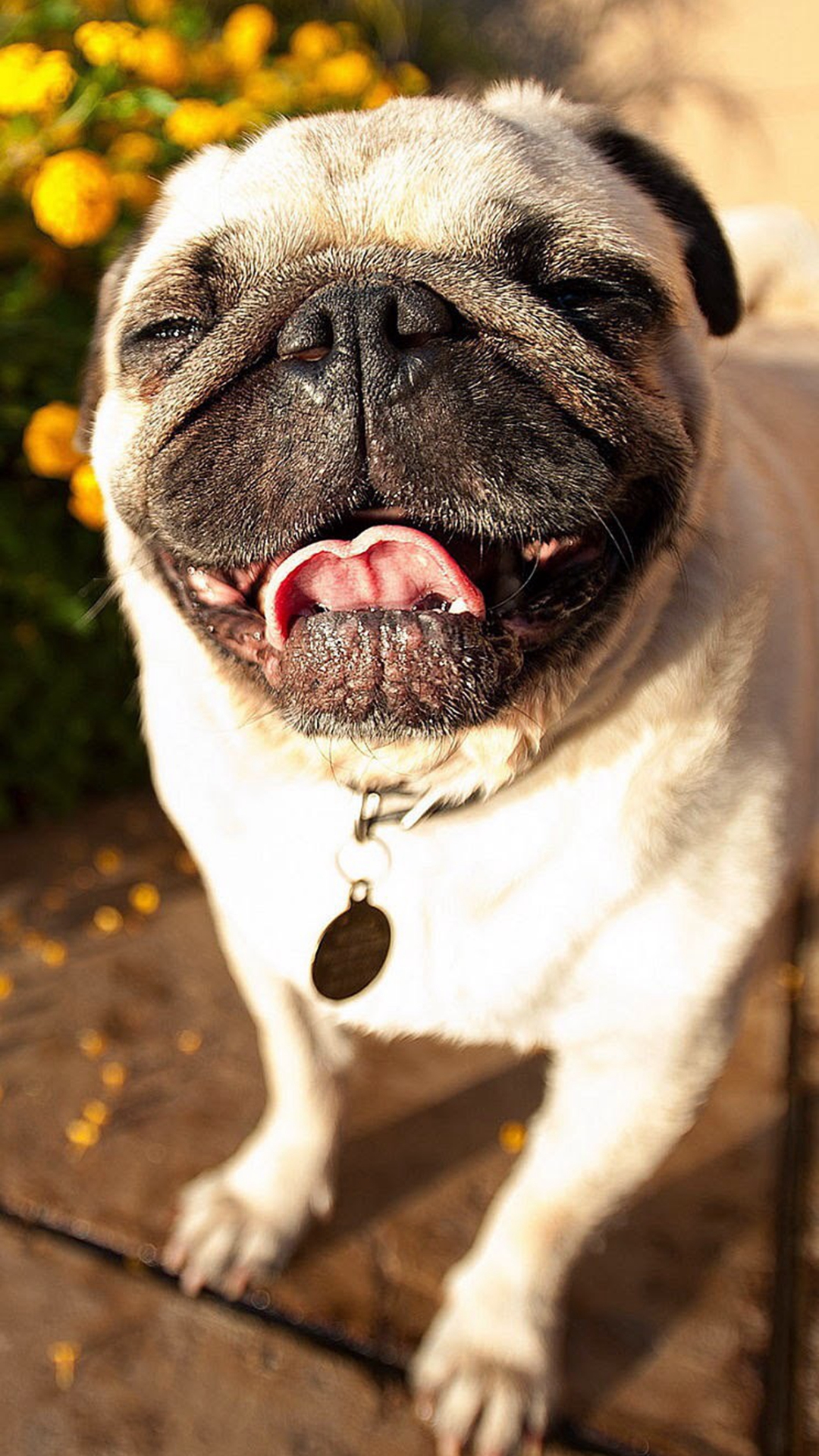Cute-Pug-Dog-Laughing-iPhone-6-wallpaper.