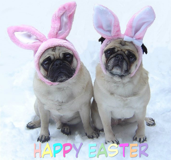 Cute-Pug-Easter-Bunny-bunny-rabbit