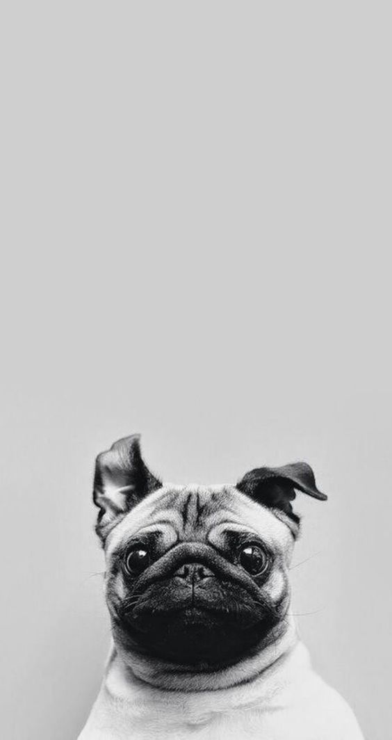 Cute-Pug-iPhone-Wallpaper.