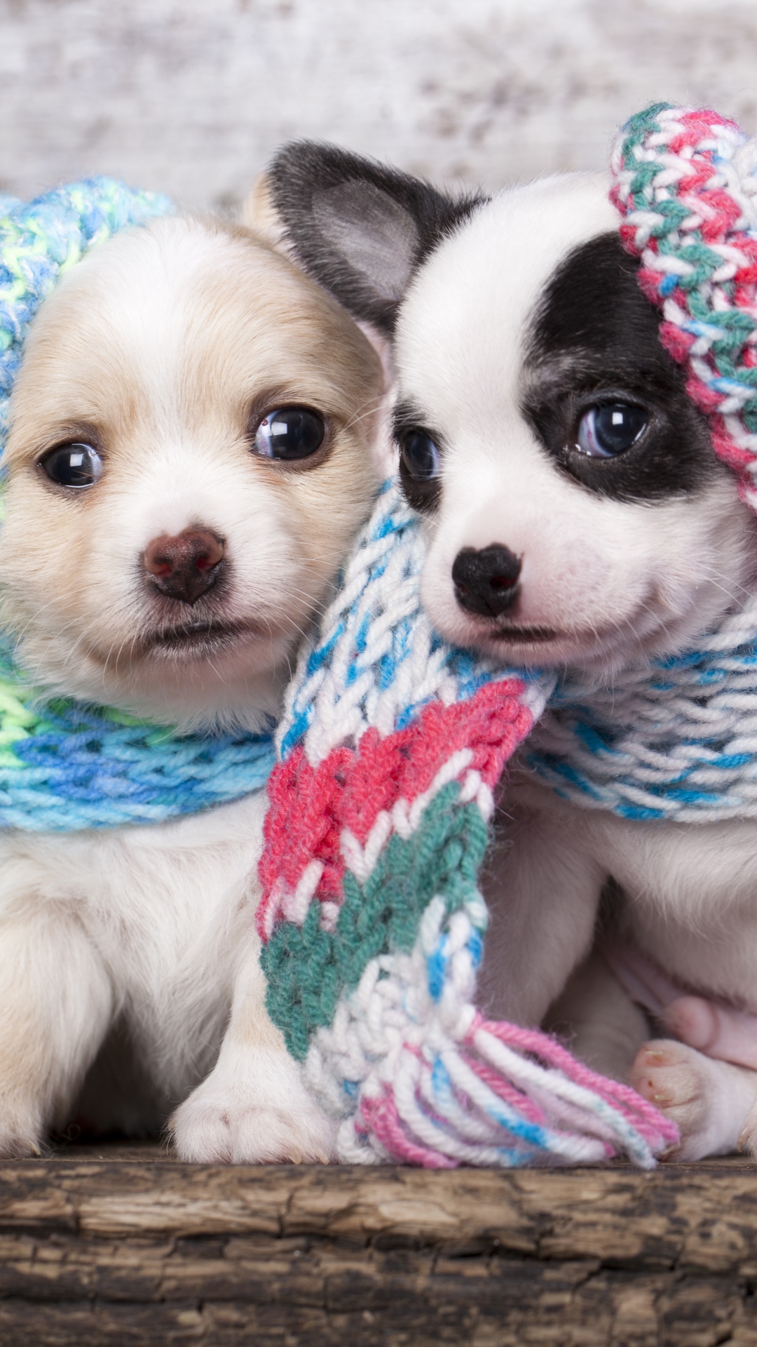 Cute-Scarf-Puppy-Dog-Couple-iPhone-6-wallpaper.