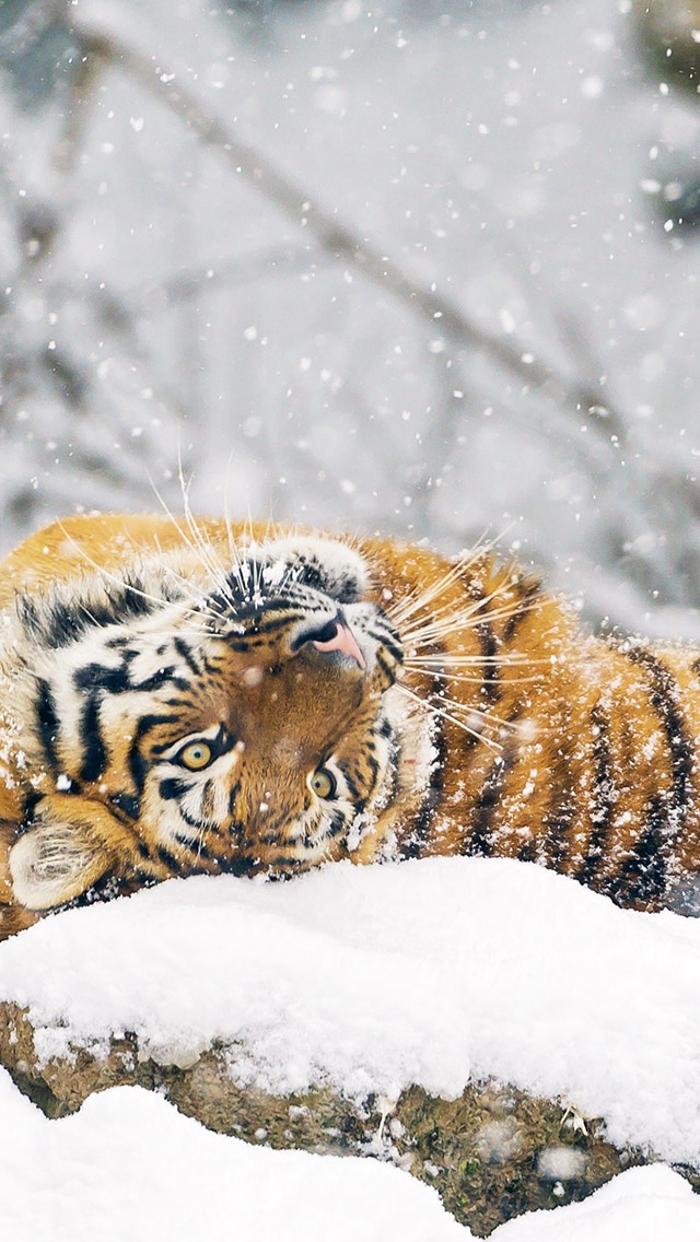 Cute-Siberian-Tiger-Playing-In-Snow-iPhone-5-Wallpaper.