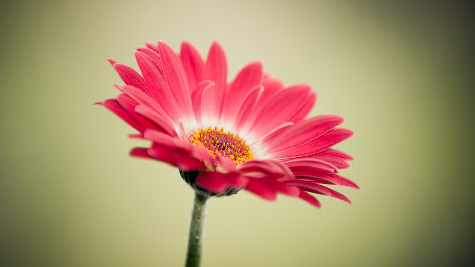 Flower-Images-and-Wallpapers3