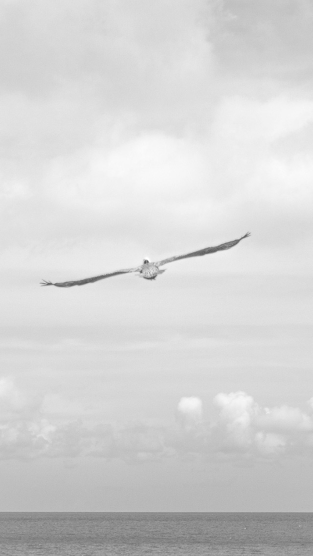 Seagull-Flying-Over-Ocean-iPhone-5-Wallpaper.